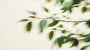 backgrounds