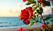 caribbean