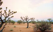 djibouti