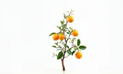 indoorfruitswhitebg