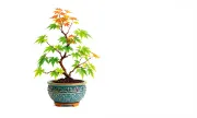 miniaturetreeswhitebg