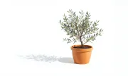 miniaturetreeswhitebg