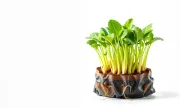 minivegetableswhitebg