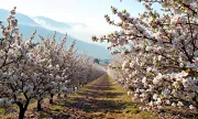 orchard