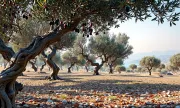 orchard