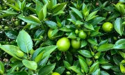 orchard