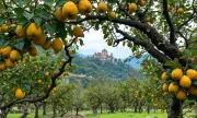 orchard