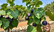 orchard