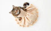 petwear200