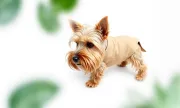 petwear200