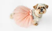 petwear200