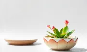 succulentpotswhitebg