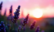 sunsets