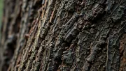 textures