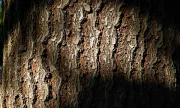 textures