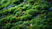 textures