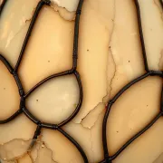 textures