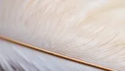 textures