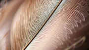 textures