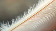 textures
