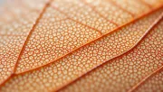 textures