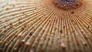 textures