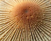 textures