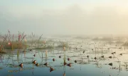 wetlandwonders