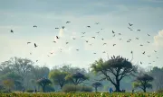 wetlandwonders